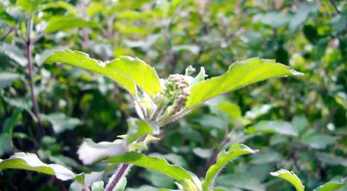 Mosquito Repellent Plants: इन सात पौधों को लगाने से मिलेगा सुकून, मच्छरों की डंक से नहीं टूटेगी आपकी नींद