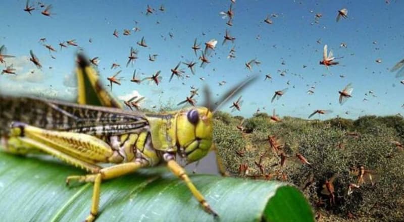 Locust Attack in Delhi : राष्ट्रीय राजधानी में दस किलोमीटर लंबे टिड्डी दल का हमला, ATS ने पायलट को किया अलर्ट, देखें वीडियो