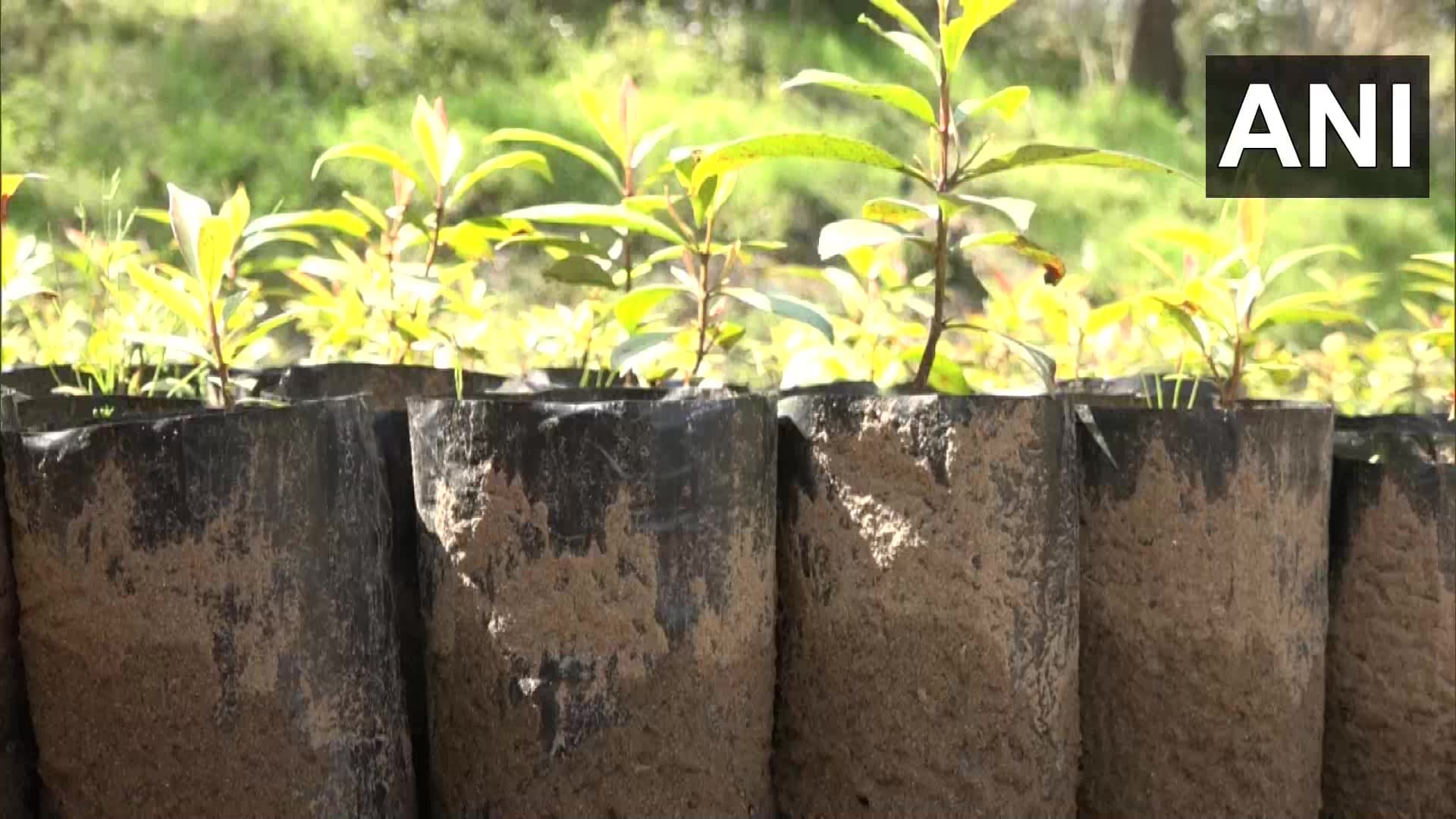 जम्मू कश्मीर में फसलों को बंदरों से बचाने का अनोखा उपाय, किसानों ने शुरू की इन पौधों की खेती