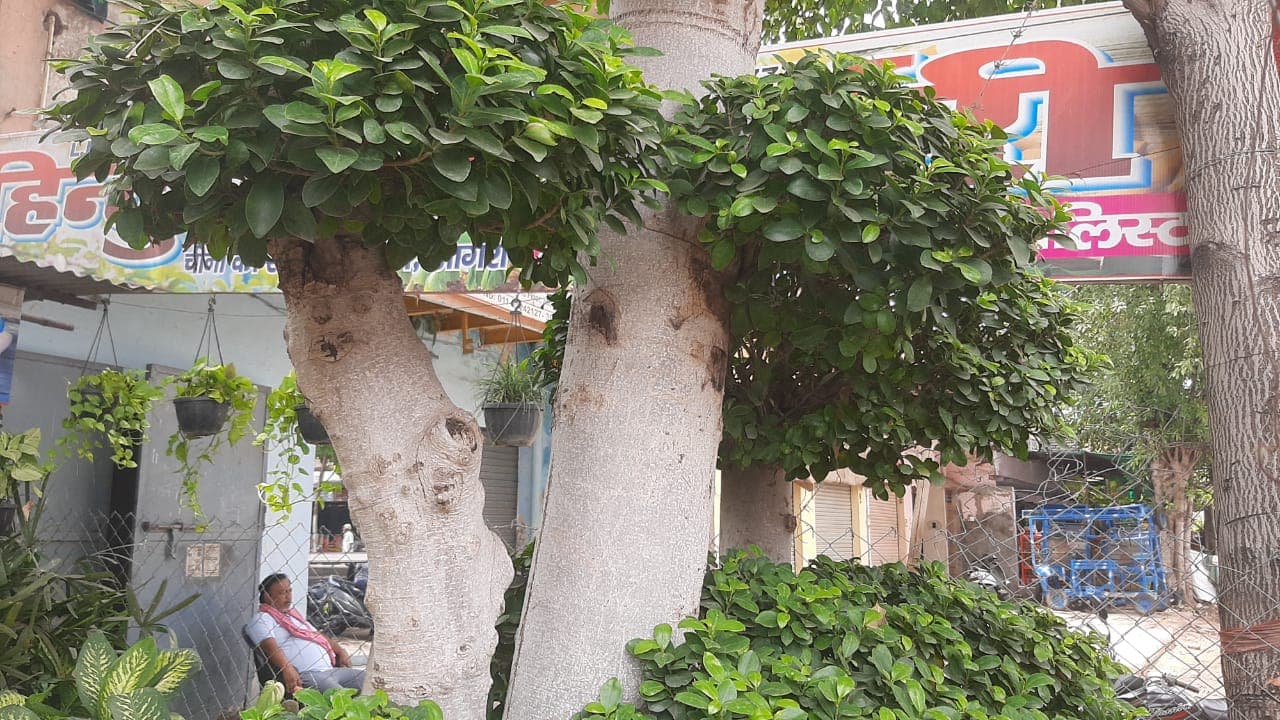 अमीरों को इस पौधे से लाखों रुपए में मिल रही ऑक्सीजन, आम लोगों की पहुँच से है दूर