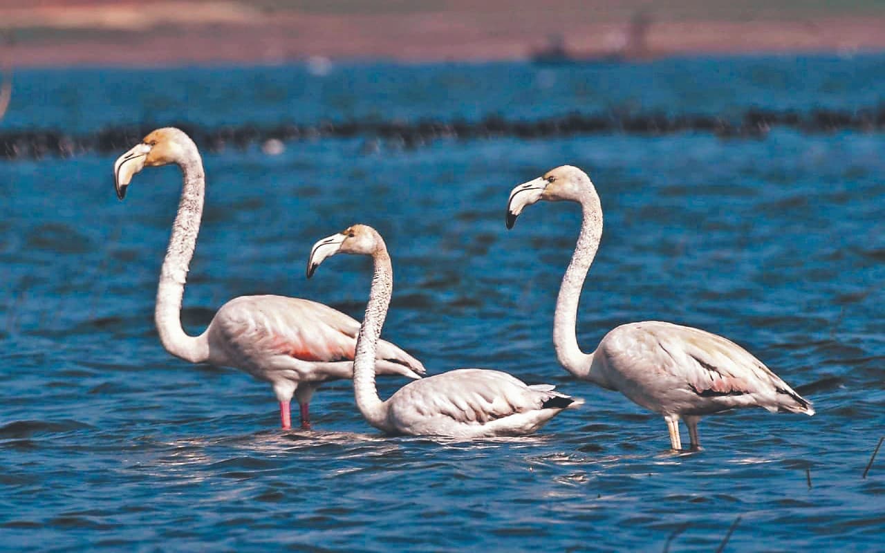 अगले माह से झारखंड में आने लगेंगे प्रवासी पक्षी, 2015 से लेकर 2018 तक वन विभाग ने कराया था बर्ड सेंसस