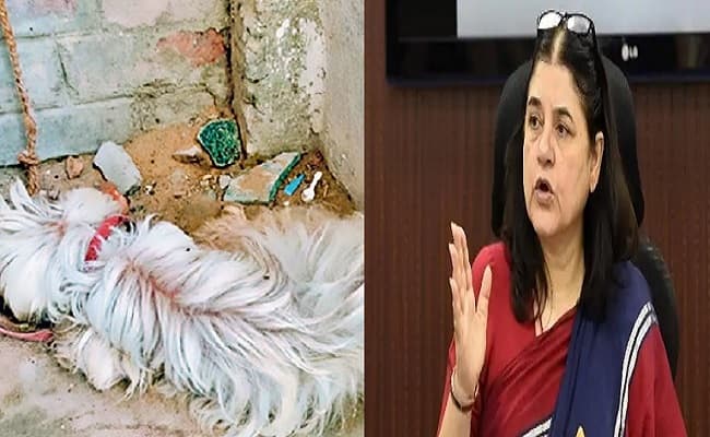 बिहार: पालतू कुत्ते की हालत नाजुक, मालिक ने इलाज से किया इनकार, दिल्ली से मेनका गांधी की पहल पर दर्ज हुआ FIR