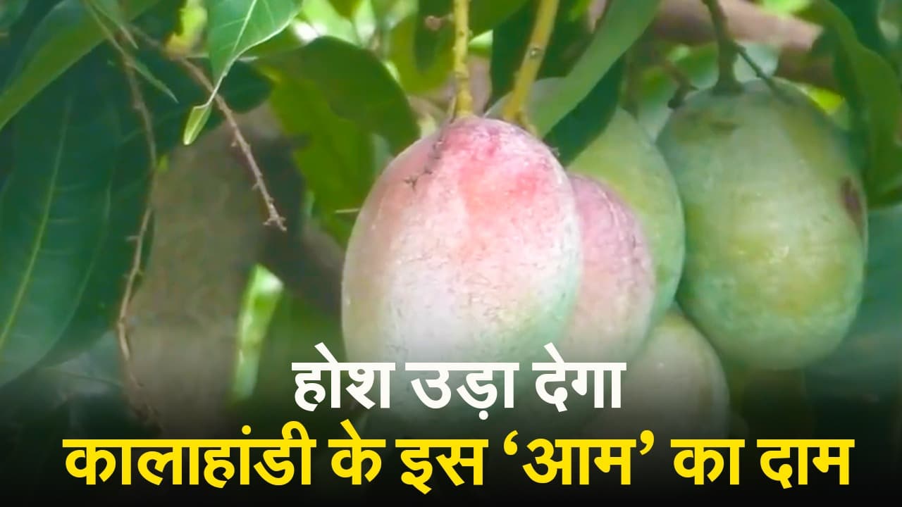 VIDEO: ये आम है आमों का राजा, भारत में कुछ ही लोगों में है खरीदने की क्षमता, कीमत सुनकर रह जायेंगे दंग