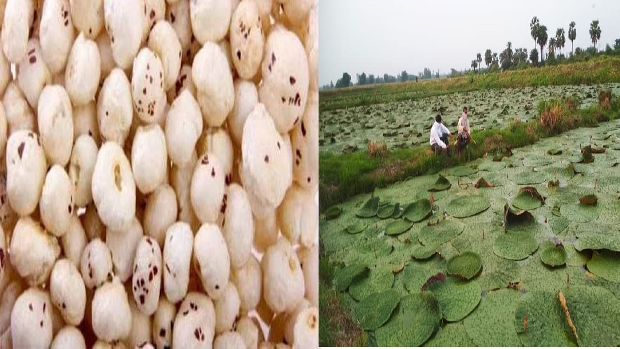 बिहार: मिथिला मखाना के नाम पर फर्जीवाड़ा का आरोप, उत्पादकों को नहीं मिल रहा GI टैग का फायदा, जानें पूरा मामला