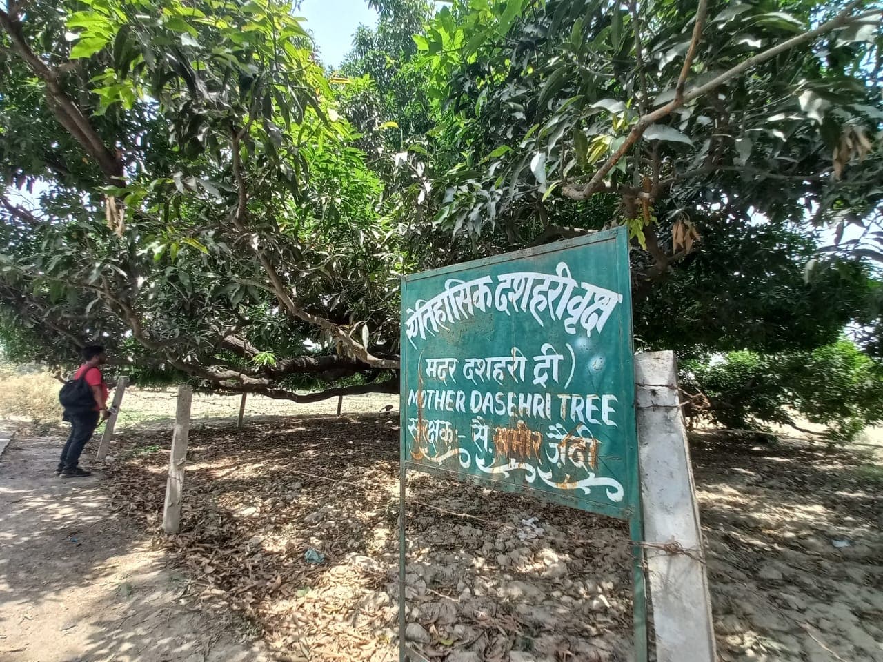 Mother Of Mango Tree: कहानी सैकड़ों साल पुराने उस पेड़ की,  जिसपर शुरू हुआ था दशहरी आम का सफर