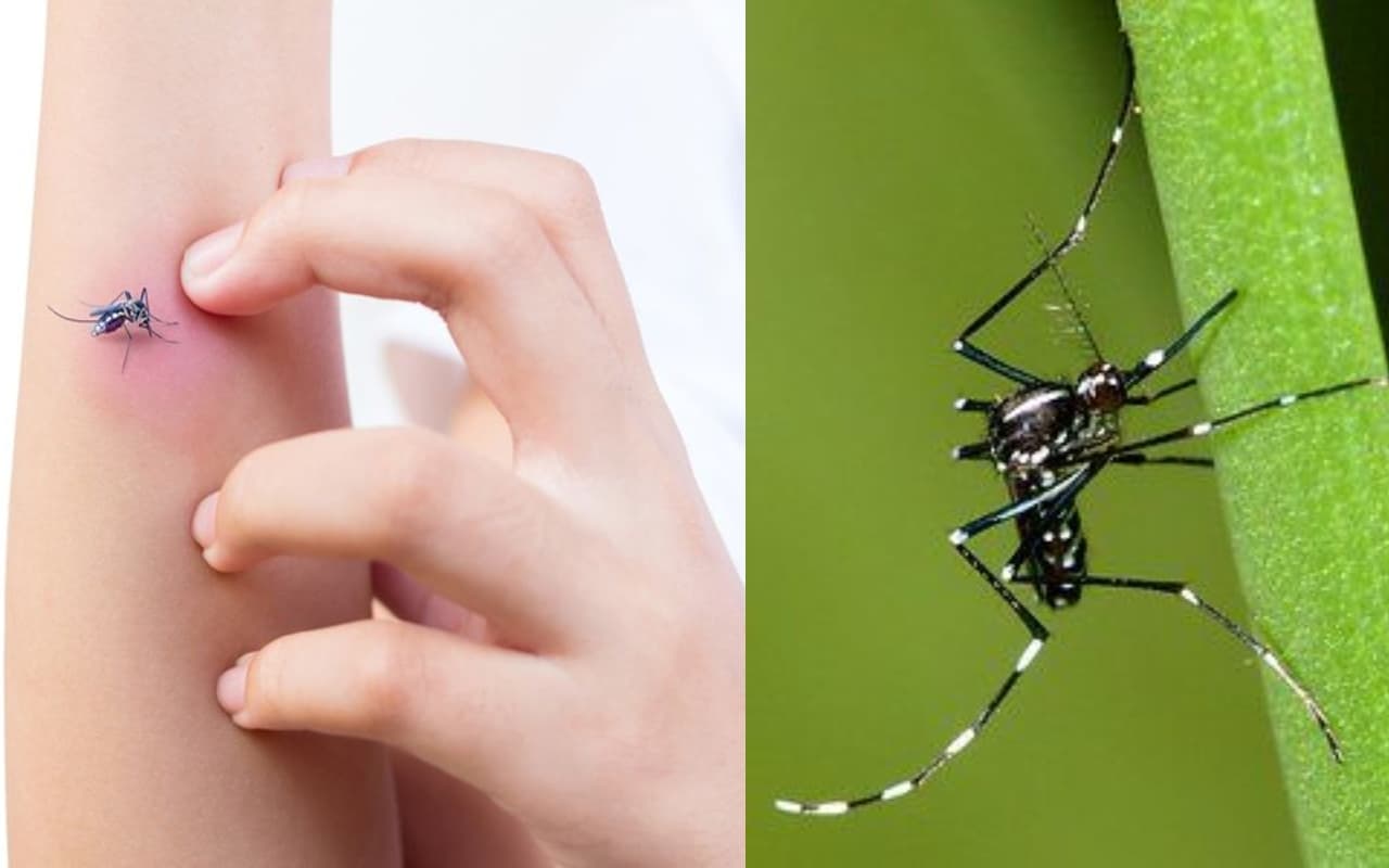 Mosquito Plant: मच्छर से हैं परेशान, तो घरों में लगाएं ये पौधे; आस-पास भी नहीं फटकेंगे