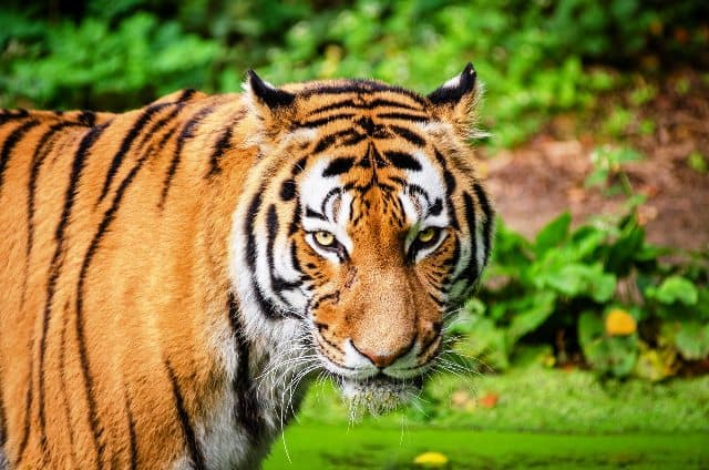 World Tiger Day 2020 : लोगों की जुबान पर अब भी है रानी, बंटी, बबली और शेरा का नाम