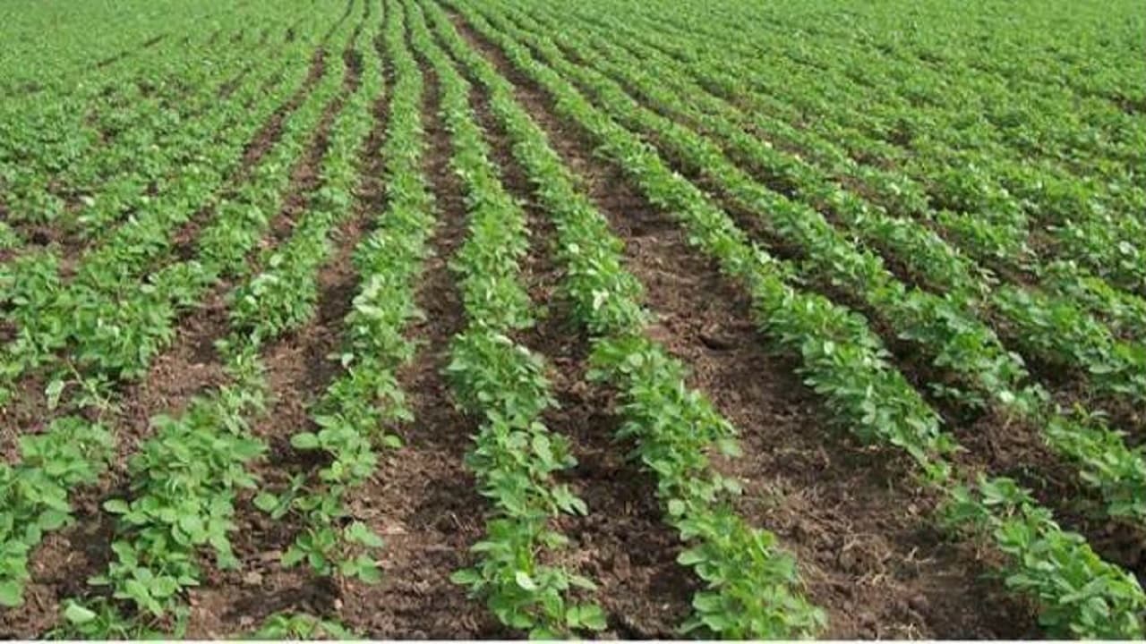 रोहतास के किसान मूंग की खेती से कमा रहें लाखों, इन प्रखंडों में हो रही अच्छी उपज