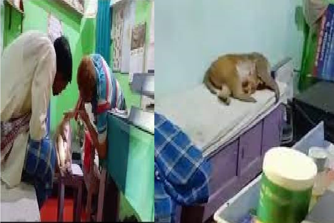 सासाराम में अपना इलाज कराने बच्चे के साथ पहुंचा जख्मी बंदर, डॉक्टर ने हनुमान जानकर किया उपचार