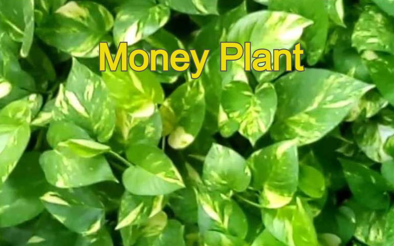 Money Plant: घर की इस दिशा में लगाएं मनी प्लांट, गलत जगह पर लगा हो तो होता है नुकसान