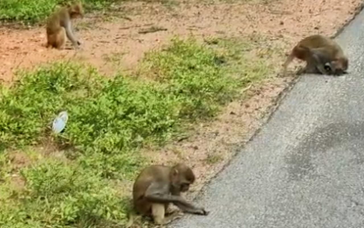 लातेहार के पतकी जंगल में भोजन के नाम पर बंदरों को ‘मौत’ बांट रहे लोग