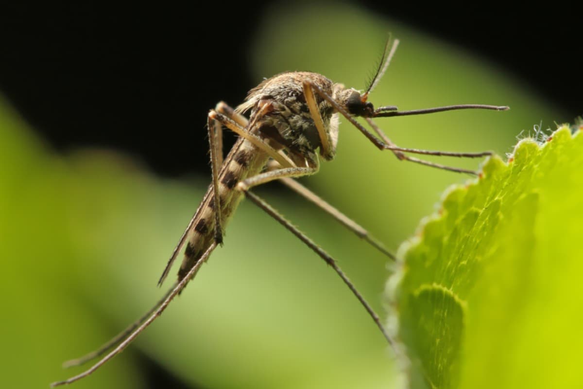 Hawaii News: आसमान में लाखों मच्छर छोड़ रहा यह देश, वजह जानकर हो जायेंगे हैरान