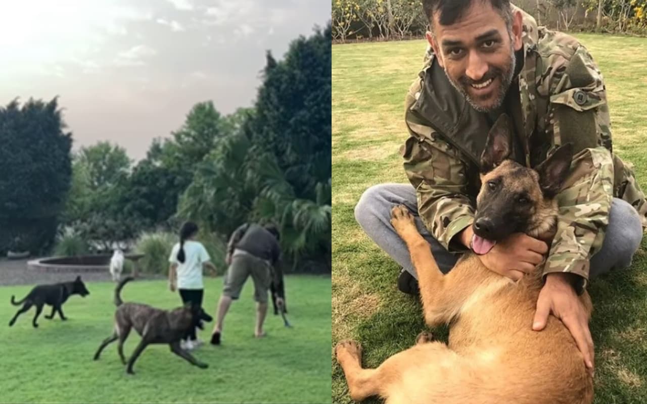 MS Dhoni: घुटने की सर्जरी के बाद कुत्तों के साथ खेलते दिखे 'कैप्टन कूल', बेटी जीवा भी आईं नजर, देखें VIDEO
