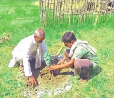 बिहार में पपीता-आम लगाएं, पाएं शत-प्रतिशत अनुदान, उद्यान विभाग का पहले आओ, पहले पाओ पर जोर