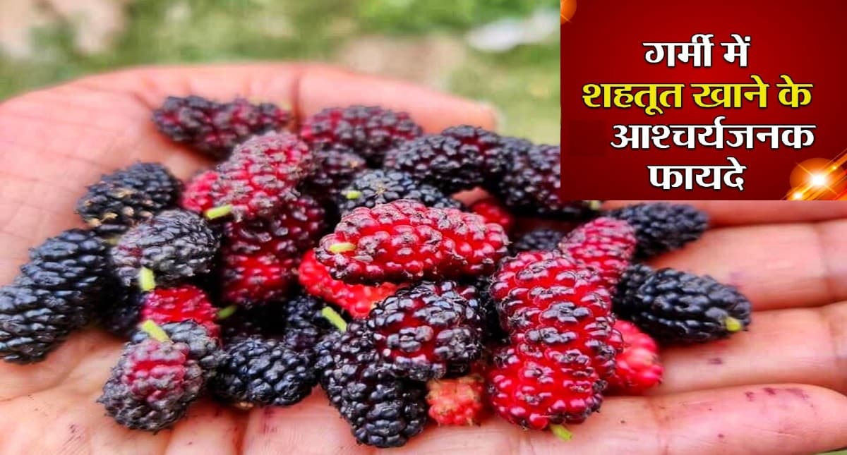 Mulberry Benefits:  गर्मियों में आंखों और इम्यूनिटी को सही रखता है शहतूत, ऐसे करें सेवन