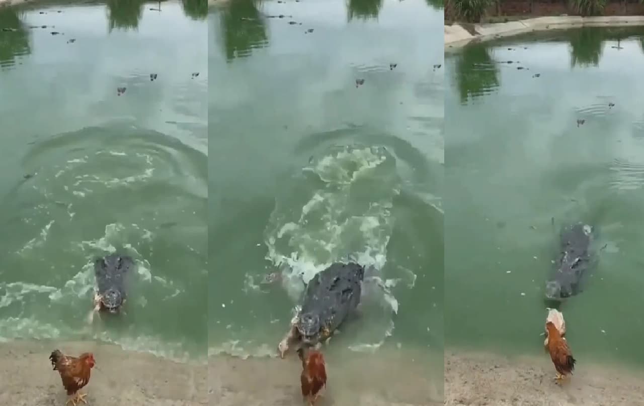 Viral Video : नदी किनारे मस्ती कर रहा था मुर्गा, मगरमच्छ ने किया अचानक हमला, बड़ी चतुराई से बचाई जान