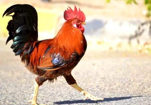 बकरी के बच्चे की जान बचाने के लिये मुर्गे ने गंवाई जिंदगी, मालिक ने खेत में दफना 500 लोगों को कराया भोज