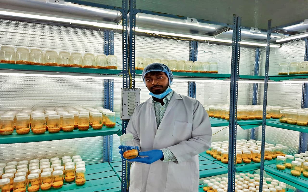 रांची के 'सेतु' ने उगाया ऐसा मशरूम, जिसकी कीमत सुनकर आप हो जायेंगे हैरान