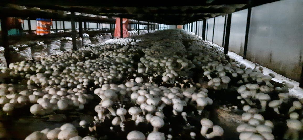 बिहार के किसानों का एक और कारनामा, धान और दलहन ही नहीं अब मशरूम की खेती में बनाया रिकॉर्ड