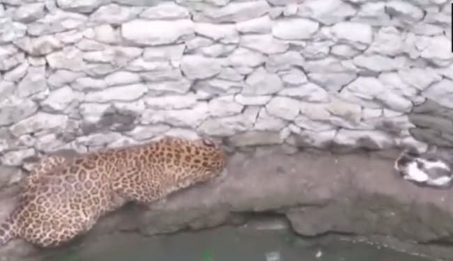 नासिक: कुआं में तेंदुआ और बिल्ली की जंग का VIDEO वायरल