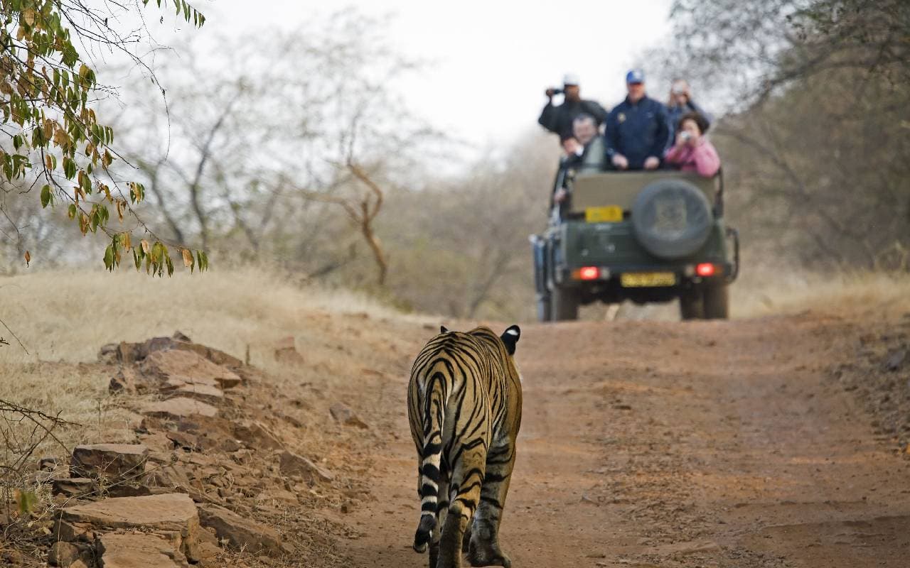 Beautiful National Parks In India: ये है भारत के सबसे खूबसूरत नेशनल पार्क, वाइल्ड लाइफ एडवेंचर का ऐसे लें मजा Beautiful National Parks In India: ये है भारत के सबसे खूबसूरत नेशनल पार्क, वाइल्ड लाइफ एडवेंचर का ऐसे लें मजा