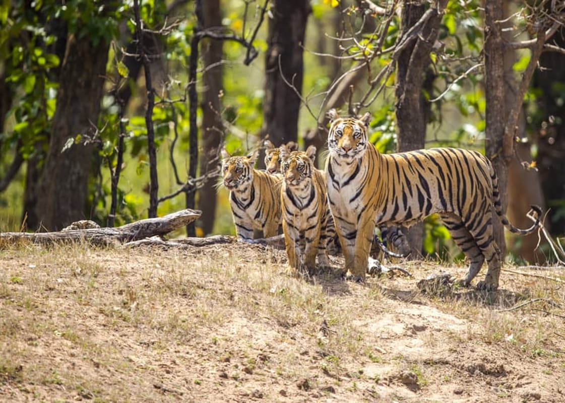 15 जून से मध्य प्रदेश में खुल जायेंगे नेशनल पार्क