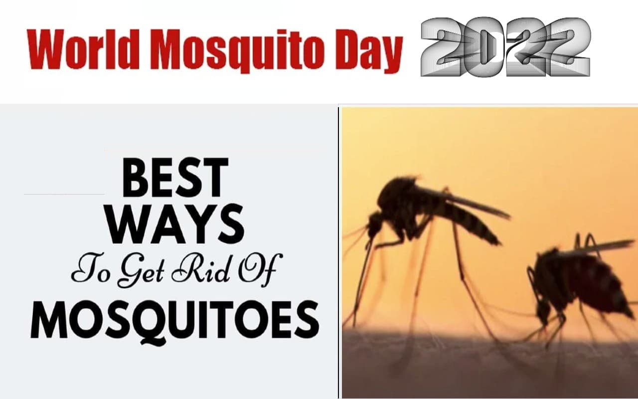 World Mosquito Day 2022: मच्छर भगाने के इन घरेलू उपायों के आगे फेल हैं क्वॉइल और स्प्रे