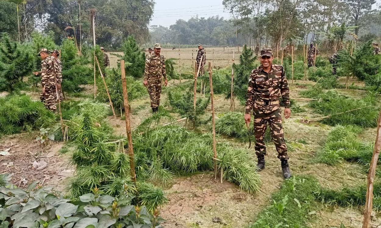 कूचबिहार के 2 गांवों में सौ एकड़ से अधिक गांजे की फसल को NCB की टीम ने किया नष्ट