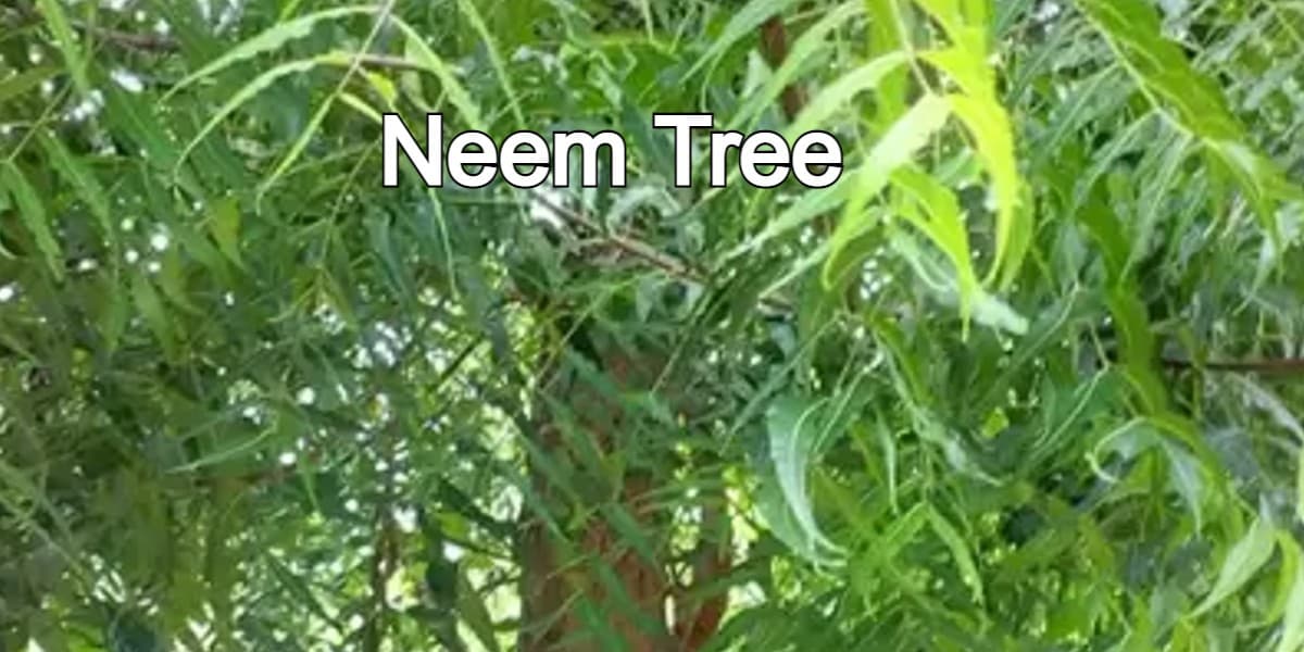 शनि, मंगल दोष दूर करने के लिए लगाएं नीम का पेड़, दूर होगी हर समस्या, चारों ओर से मिलेगी सफलता