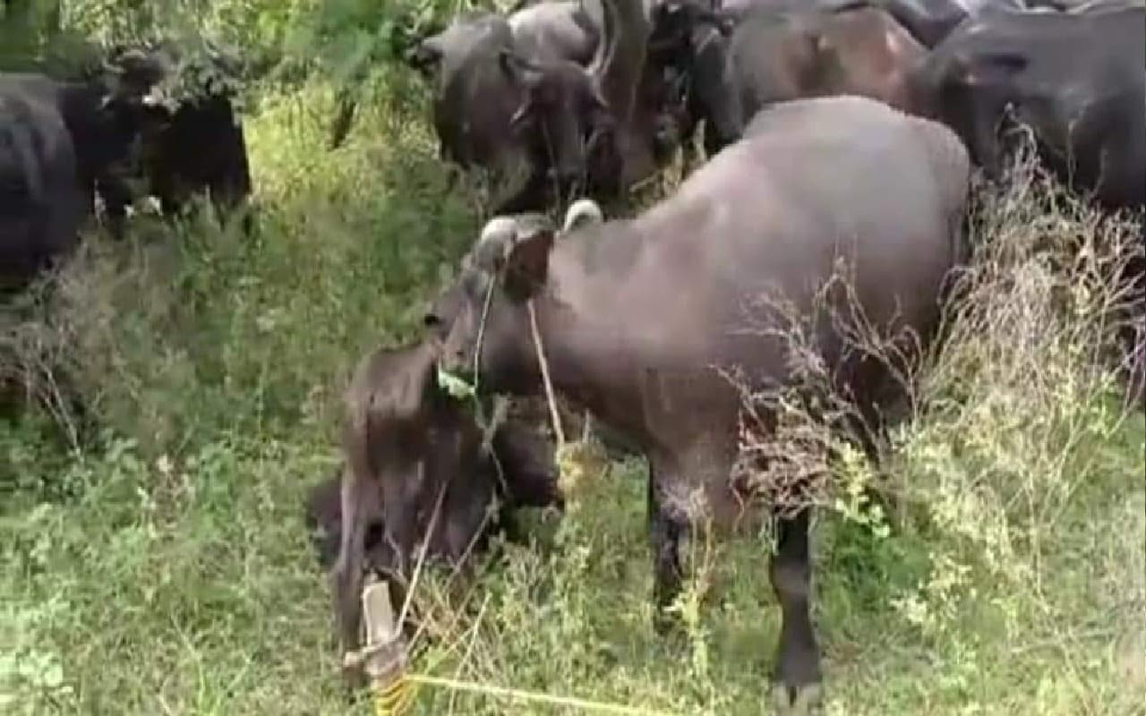 मवेशी तस्करों के खिलाफ पुलिस की बड़ी कार्रवाई, 7 कार से 138 मवेशी जब्त, एक तस्कर गिरफ्तार