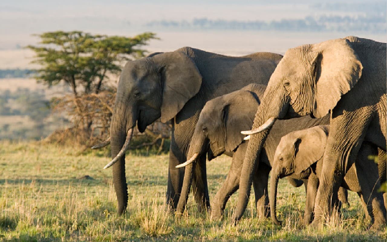 हाथियों का Genetic Data Base बनना शुरू, भारत में इसलिए विवादास्पद मुद्दा रहा है हाथी