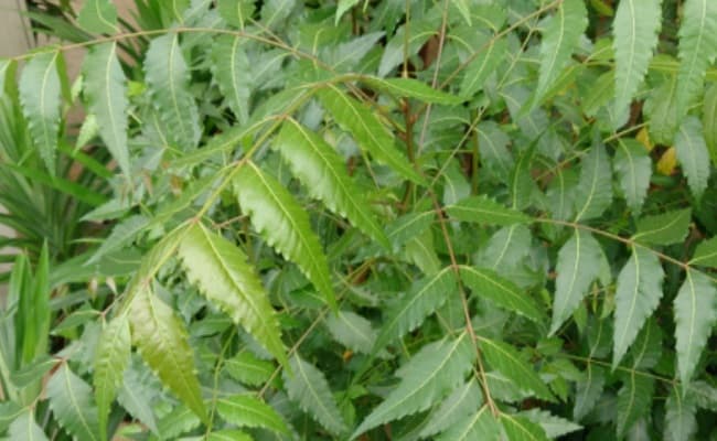 कोरोना से जंग: नीम की पत्तियों से खुद बनाएं सैनिटाइजर, जानिए कैसे करेगा फायदा