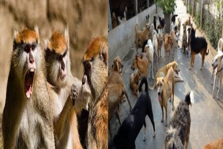 नगर निकायों में आवारा कुत्तों और बंदरों का आतंक, यूपी में 719 की ले चुके हैं जान, बनेंगे चुनाव में मुद्दा