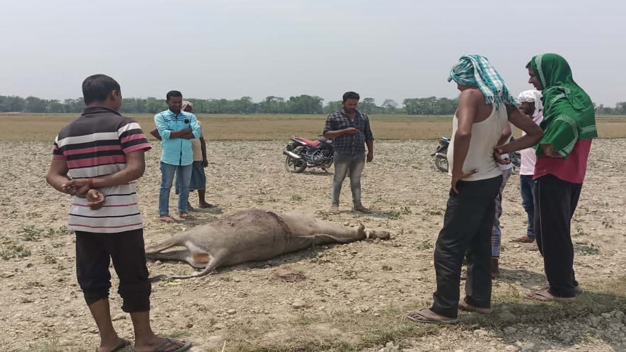 Bihar News: बिहार में मारे जायेंगे नीलगाय और जंगली सूअर, सरकार के फैसले से किसान खुश