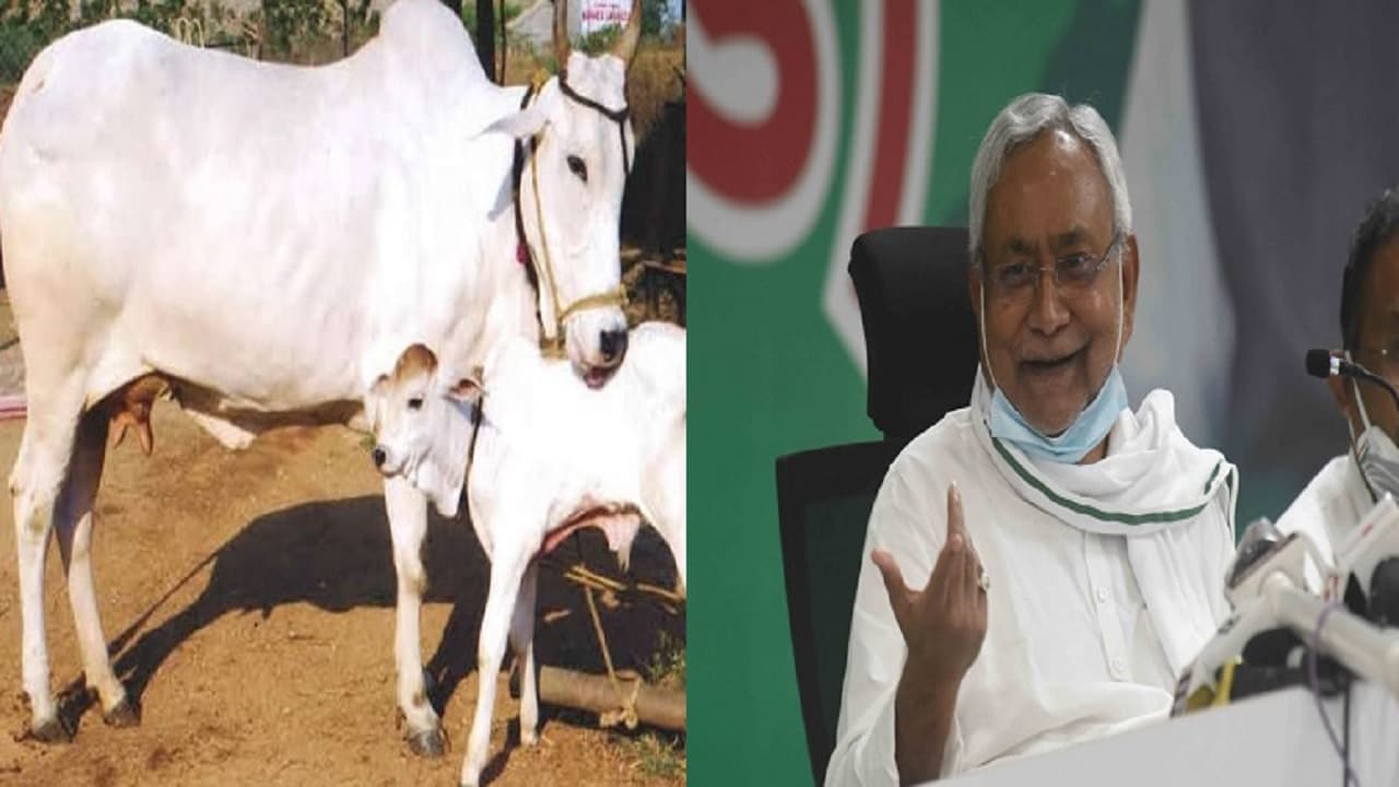 लालू यादव ही नहीं बल्कि नीतीश कुमार भी हैं गाय पालने के शौकीन, सीएम के पास आधा दर्जन से अधिक बछड़े भी