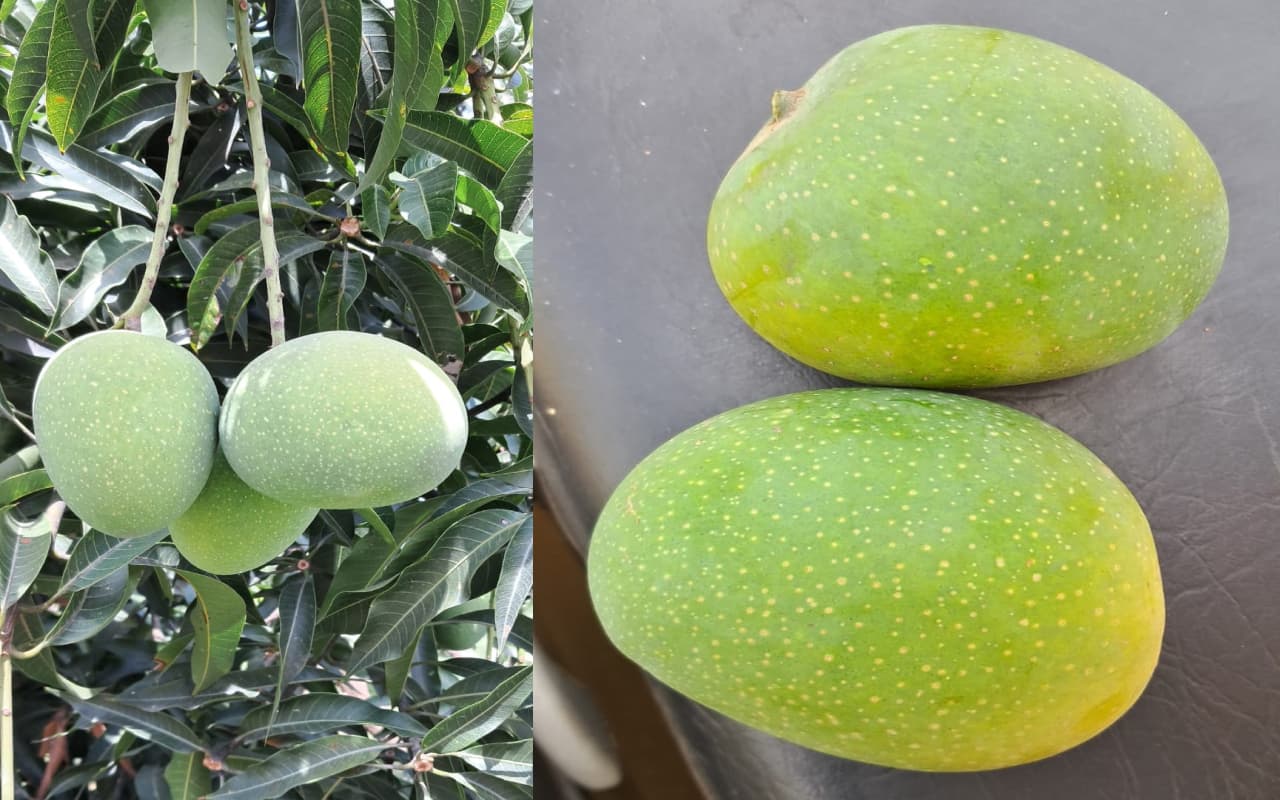 हजारीबाग का अलफांसो आम क्यों है इतना खास? स्वाद लाजवाब लेकिन इसकी कीमत जान हो जाएंगे हैरान