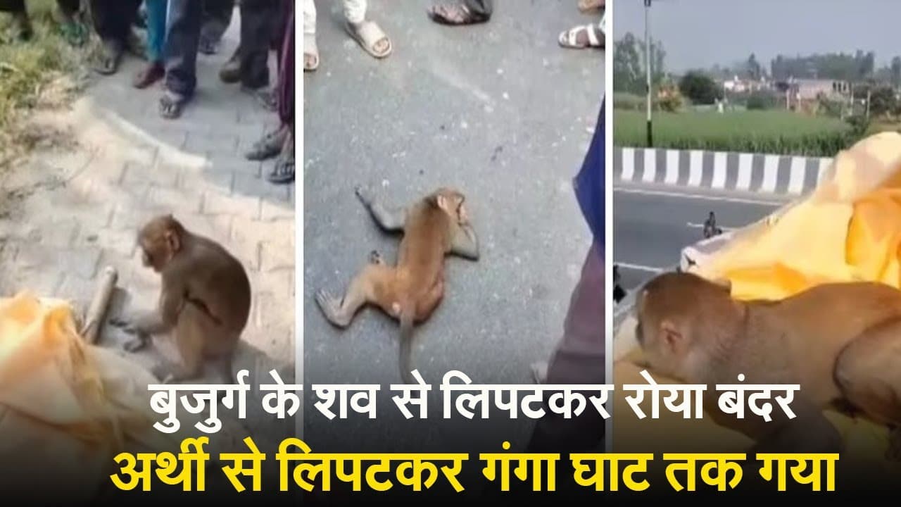 यूपी के अमरोहा की मन को झकझोर देने वाली घटना, रोटी देने वाले इंसान की अर्थी से लिपटकर गंगा घाट तक गया बन्दर