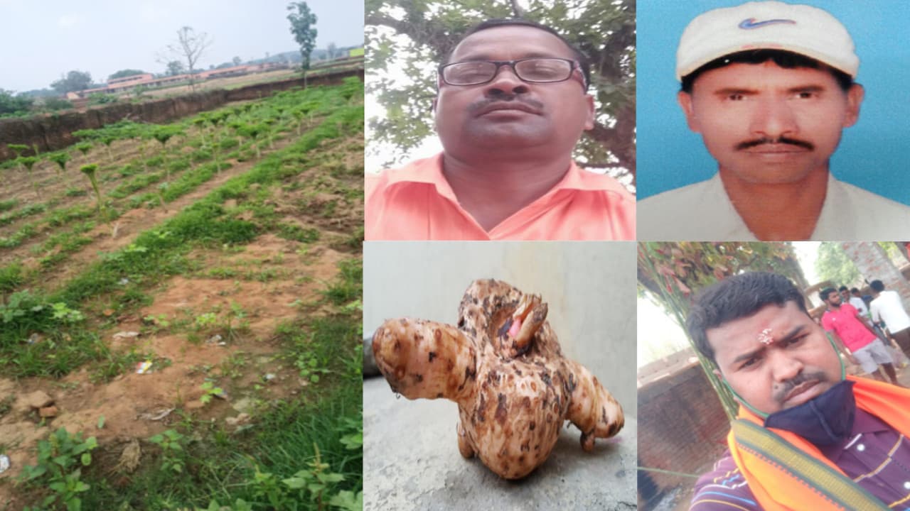 नक्सल प्रभावित बोकारो के लोहिया गांव में ओल की खेती से बदली पहचान, युवा किसानों को हो रही अच्छी आमदनी
