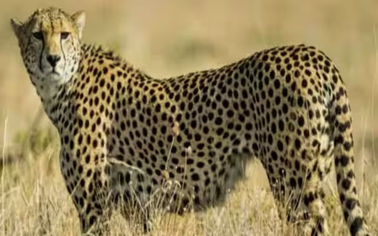 Bhopal: 35 किलोमीटर सफर कर बाघों के बीच पहुंचा चीता, वन अधिकारियों में दिखा रोमांच