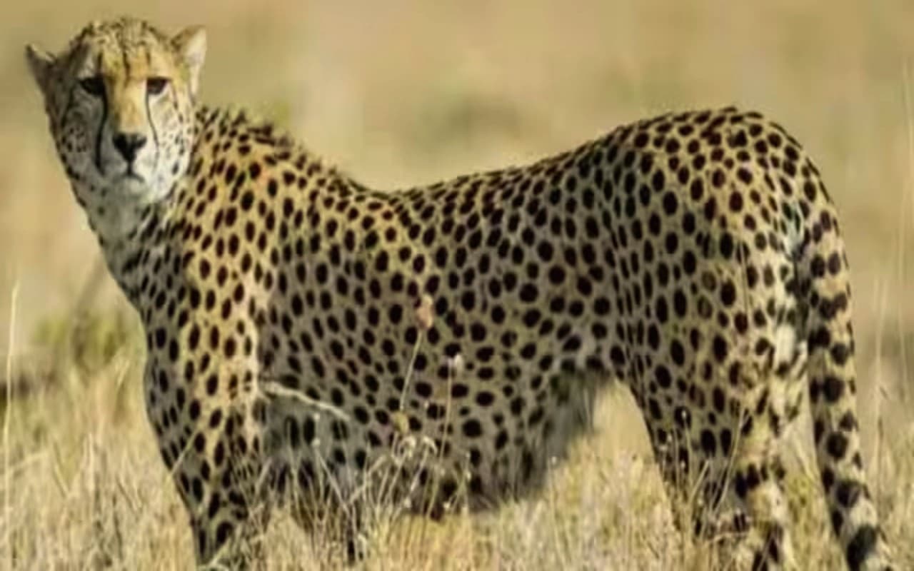 नामीबिया और अफ्रीका से लाये गए चीतों का हुआ नामकरण, सियाया को ज्वाला तो ओबान को मिला पवन का नाम