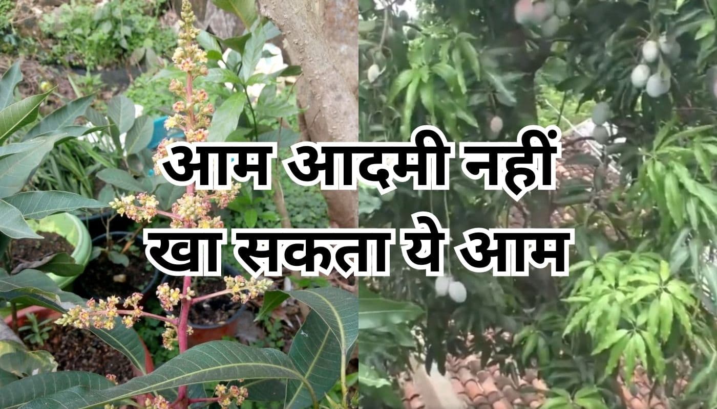 ओडिशा : कालाहांडी के शिक्षक के बगीचे में है बेशकीमती आम का पेड़, कीमत जानकर रह जायेंगे दंग