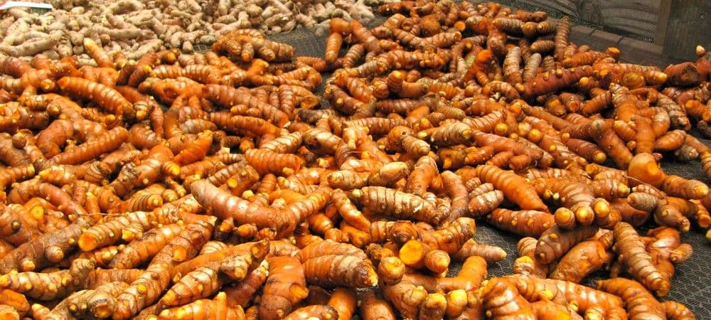 घर का वैद्य है कच्ची हल्दी, सर्दियों में खाने से मिलती है गर्मी, जानिए और किन-किन चीजों में होता है लाभ