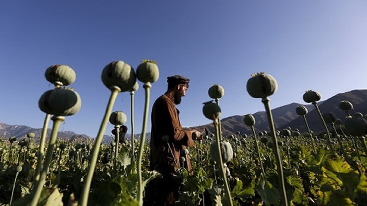 Afghanistan: 2022 में अफगानिस्तान में अफीम की खेती 32 फीसदी बढ़ी, UN के सर्वे में सामने आई जानकारी