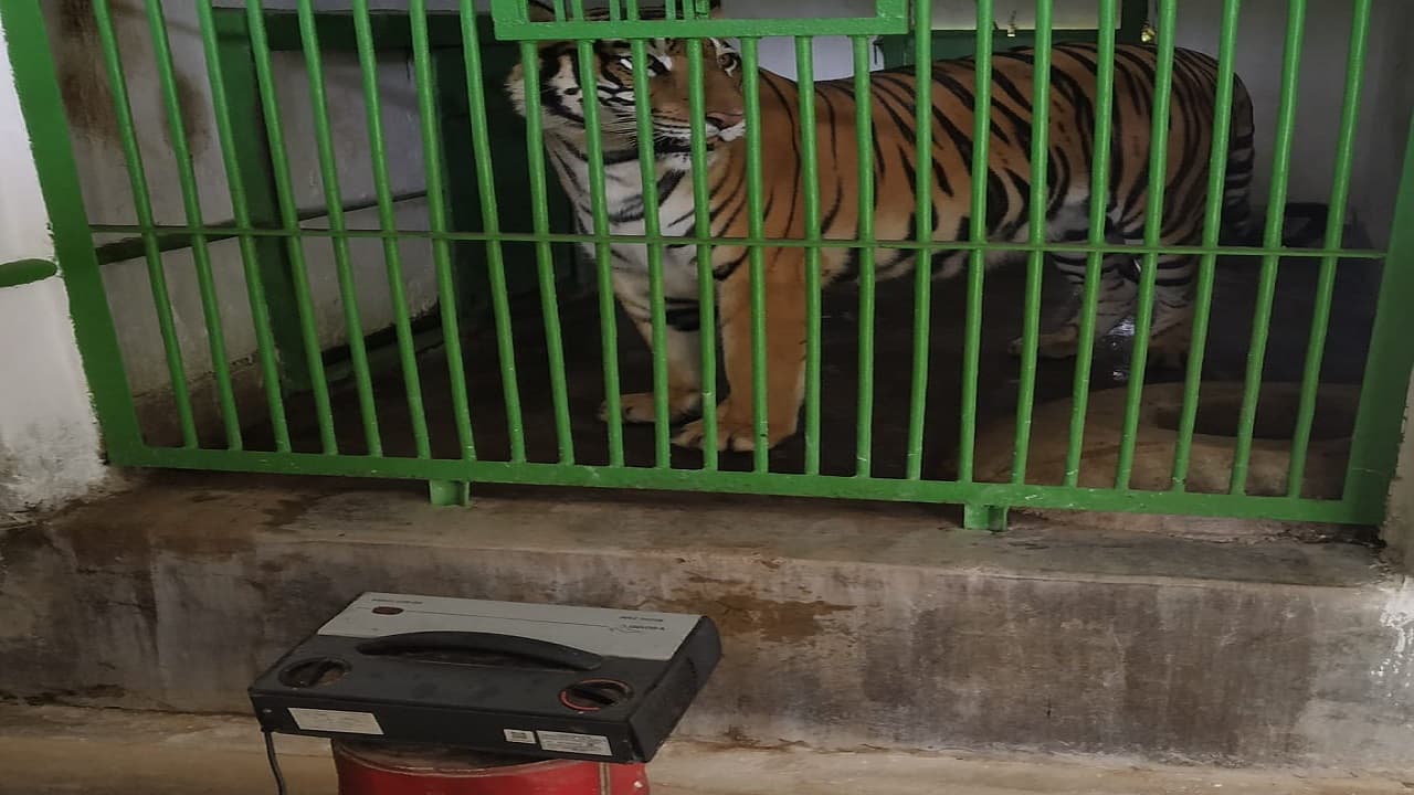 Ormanjhi Park: कड़ाके की ठंड में हीटर का आनंद ले रहे बाघ, शेर व सांप, अलाव ताप रहे हाथी, धूप सेंक रहे मगरमच्छ