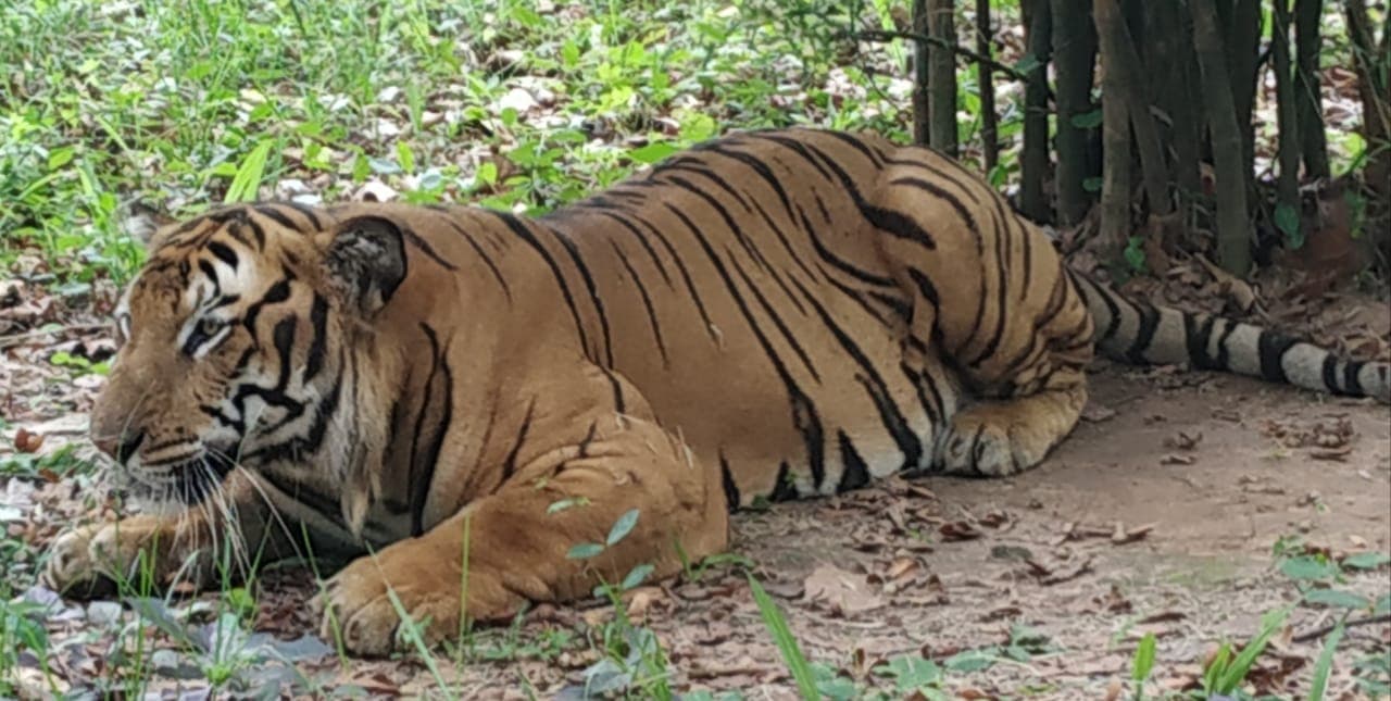 रांची के भगवान बिरसा जैविक उद्यान के बाघ शिवा की मौत, तीन साल की उम्र में बैंगलोर से लाया गया था रांची, अब ओरमांझी जू में हैं नौ बाघ