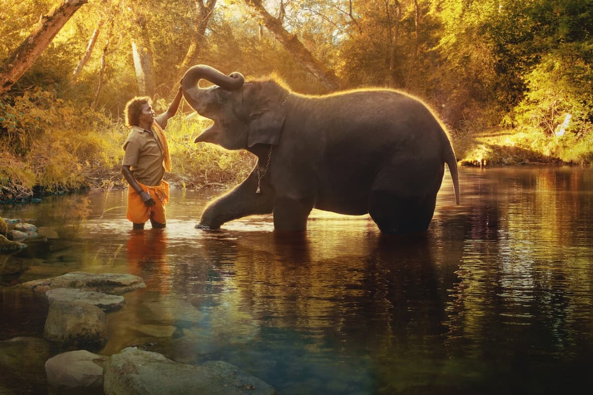 हाथी हमारे बच्चों की तरह हैं, पालक मां की तरह करती हूं देखभाल,The Elephant Whisperers फेम बेल्ली ने कही ये बात