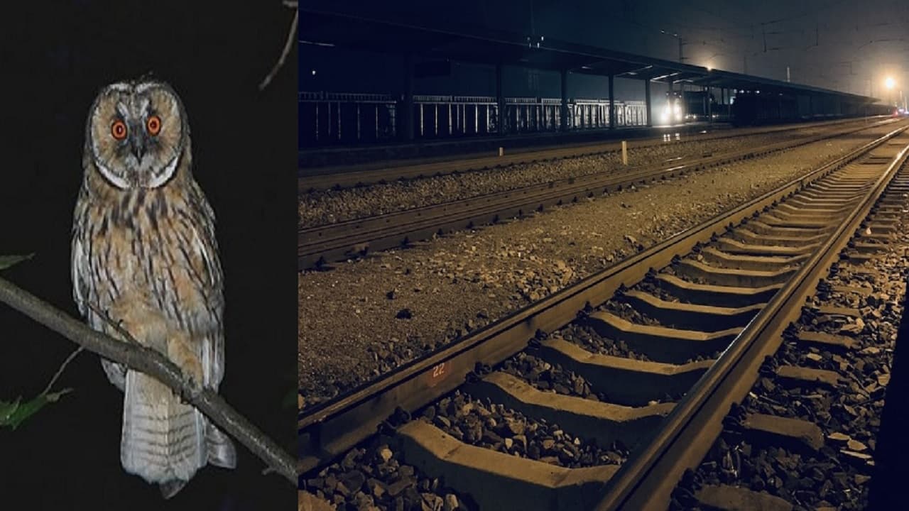 बिहार: उल्लू की वजह से रात में घंटे भर रोकनी पड़ी मिथिला एक्सप्रेस, जानें नक्सल क्षेत्र में ऐसा क्या हुआ...
