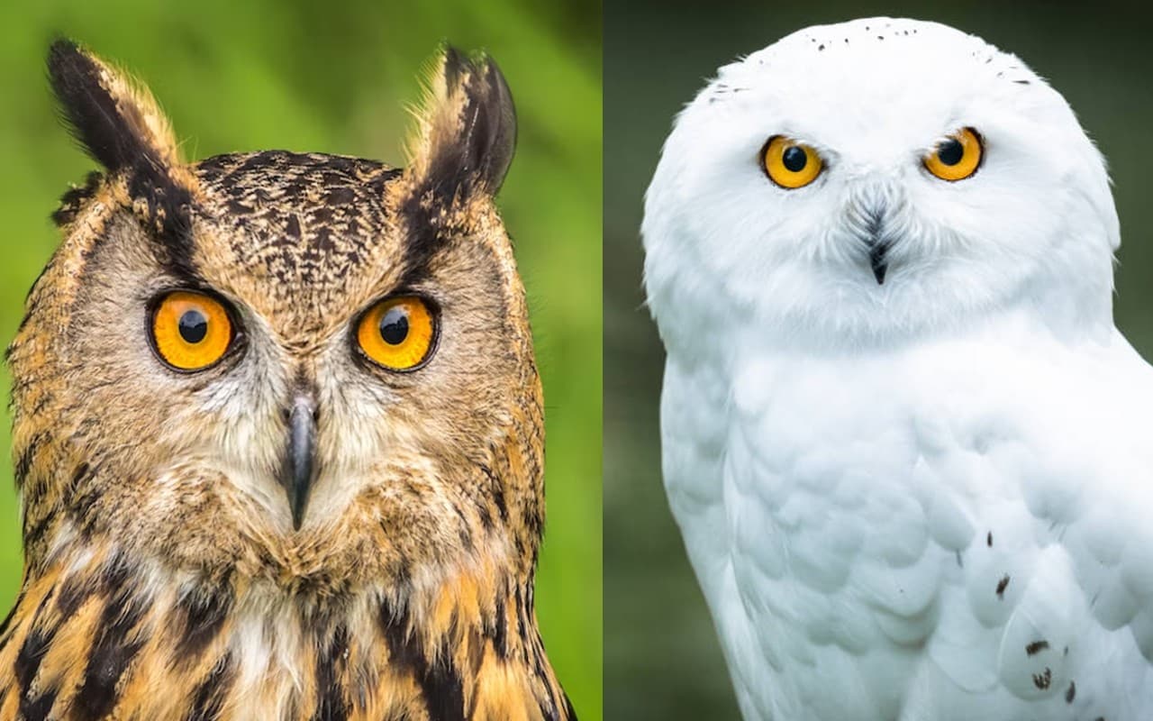 नोएडा: दिवाली पर उल्लू की वन विभाग ने बढ़ाई निगरानी, पकड़े जाने पर होगी इतने साल की सजा