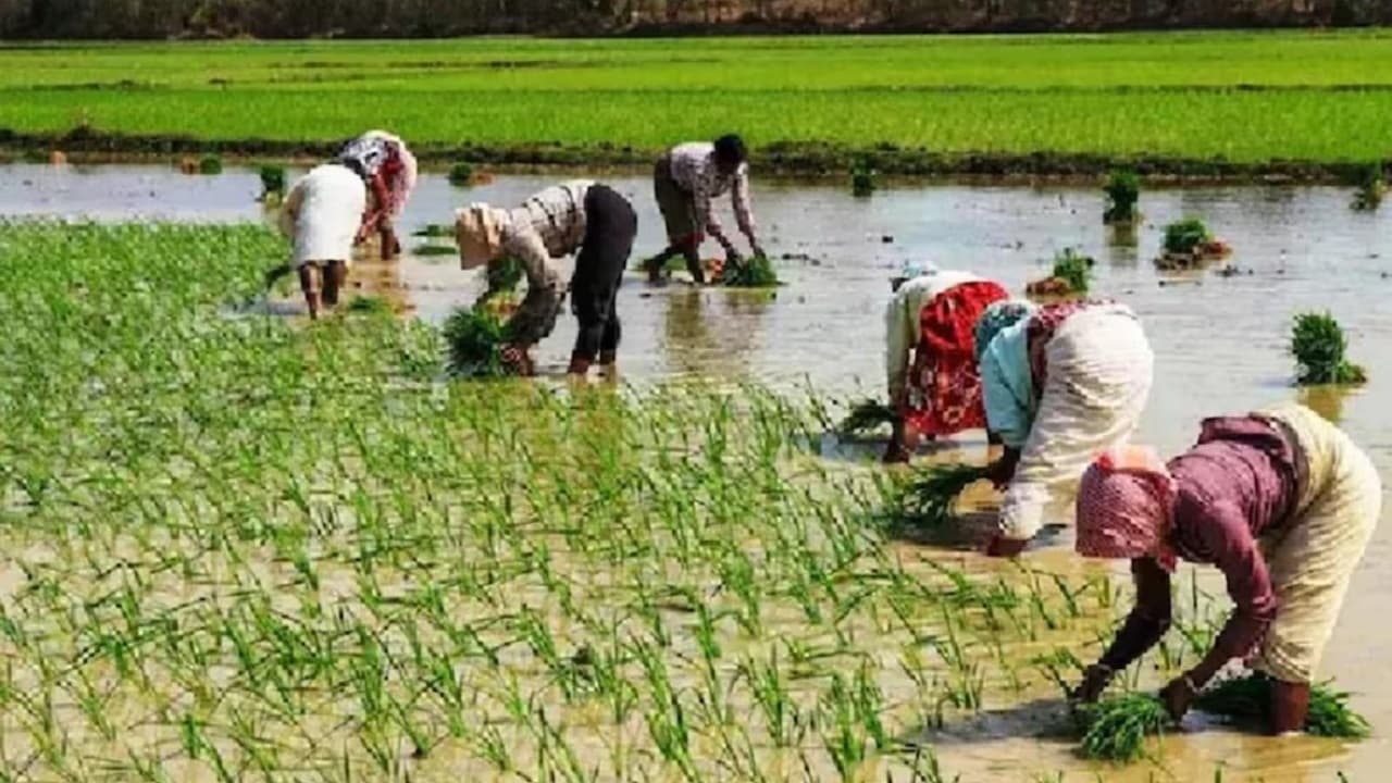 PM Kisan Samman Nidhi: एक परिवार के दो लोग उठा सकते हैं योजना का लाभ, जानें लें नियम नहीं तो होगी बड़ी परेशानी