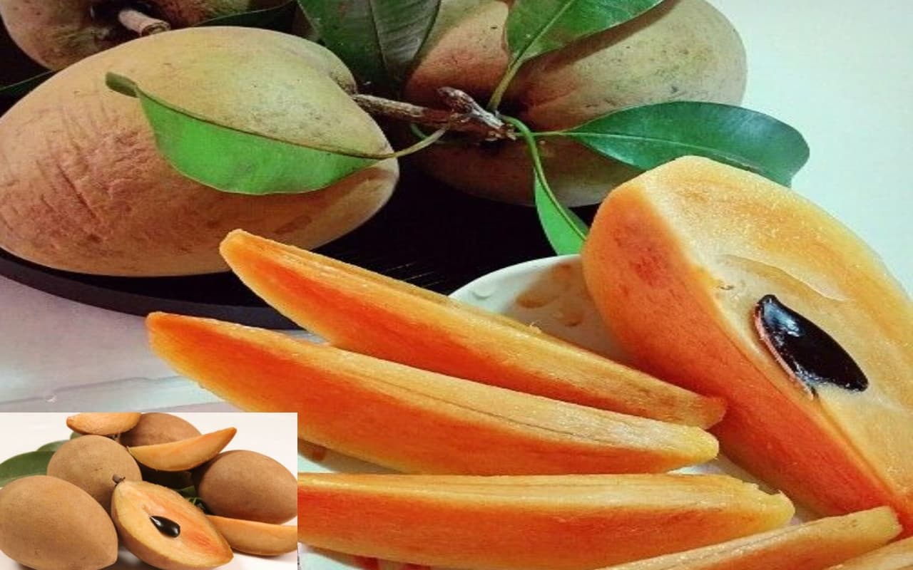 Chiku Benefits: सर्दियों में चीकू खाने के हैं अद्भुत फायदे, जानें इस फल की खासियत